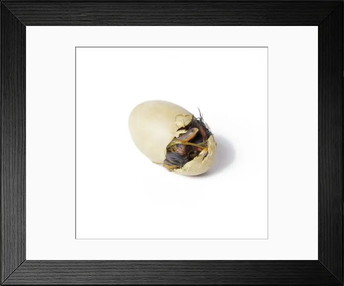 Framed Print : Mallard Duck - duckling hatching. Sequence 1 of 4 Framed Print : Mallard Duck - duckling hatching. Sequence 1 of 4