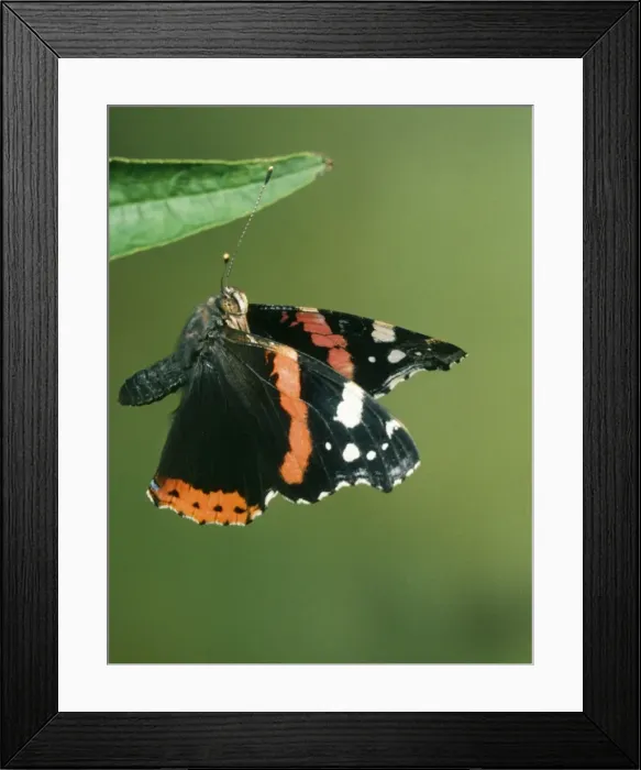 Framed Print : Red Admiral Butterfly JD 1350 In Flight Vanessa atalanta © John Daniels / ARDEA LONDON Framed Print : Red Admiral Butterfly JD 1350 In Flight Vanessa atalanta © John Daniels / ARDEA LONDON