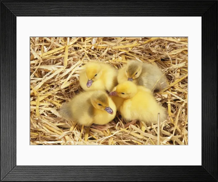 Framed Print : Muscovy Duck JD 13500 Ducklings © John Daniels / ARDEA LONDON Framed Print : Muscovy Duck JD 13500 Ducklings © John Daniels / ARDEA LONDON