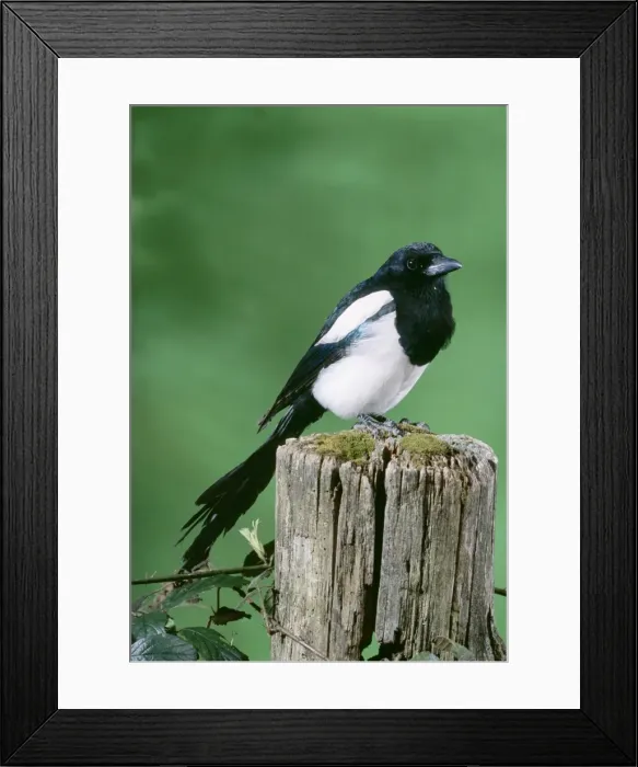 Framed Print : Magpie JD 13594 Pica pica © John Daniels / ARDEA LONDON Framed Print : Magpie JD 13594 Pica pica © John Daniels / ARDEA LONDON