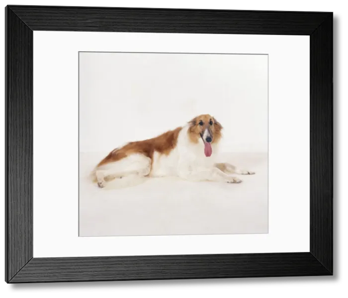 Framed Print : Borzi Dog JD 13707 © John Daniels / ARDEA LONDON Framed Print : Borzi Dog JD 13707 © John Daniels / ARDEA LONDON