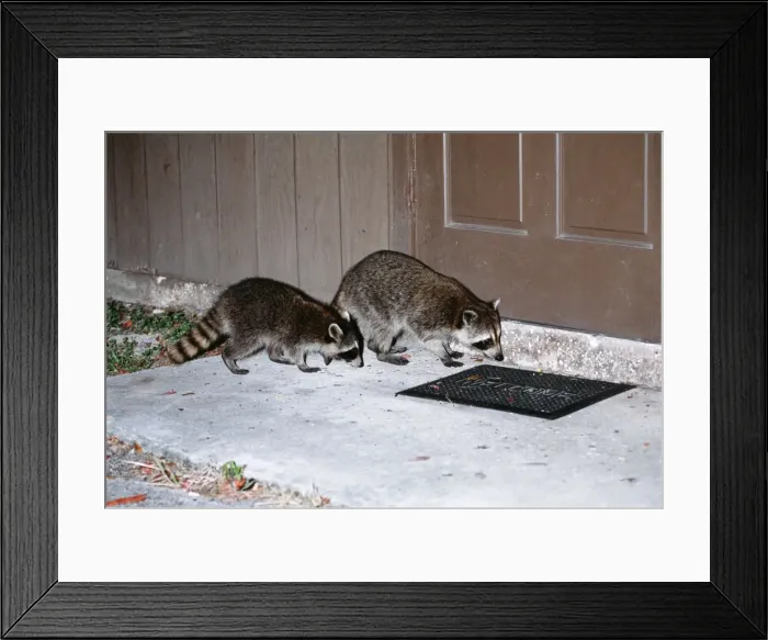 Framed Print : Ring-tailed Racoon JD 13818 USA Procyon lotor © John Daniels  /  ARDEA LONDON