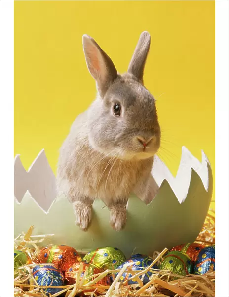 Rabbit JD 13833 In egg with Easter Eggs © John Daniels  /  ARDEA LONDON