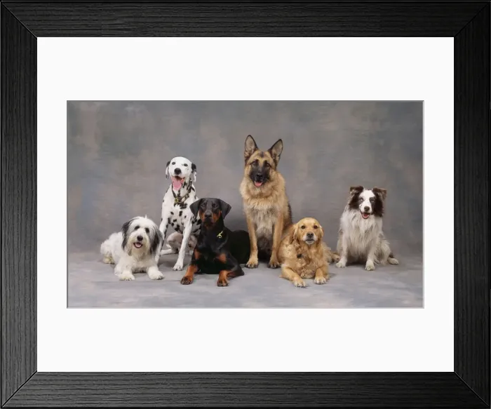 Framed Print : Dogs JD 13851 Line of breeds © John Daniels / ARDEA LONDON Framed Print : Dogs JD 13851 Line of breeds © John Daniels / ARDEA LONDON