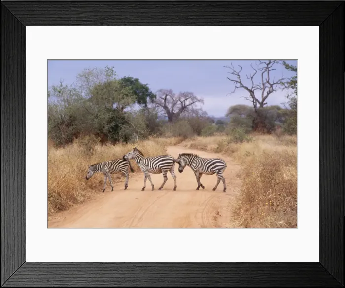 Framed Print : Burchell's Zebra JD 13940 Tanzania Africa Equus burchelli © John Daniels / ARDEA LONDON Framed Print : Burchell's Zebra JD 13940 Tanzania Africa Equus burchelli © John Daniels / ARDEA LONDON