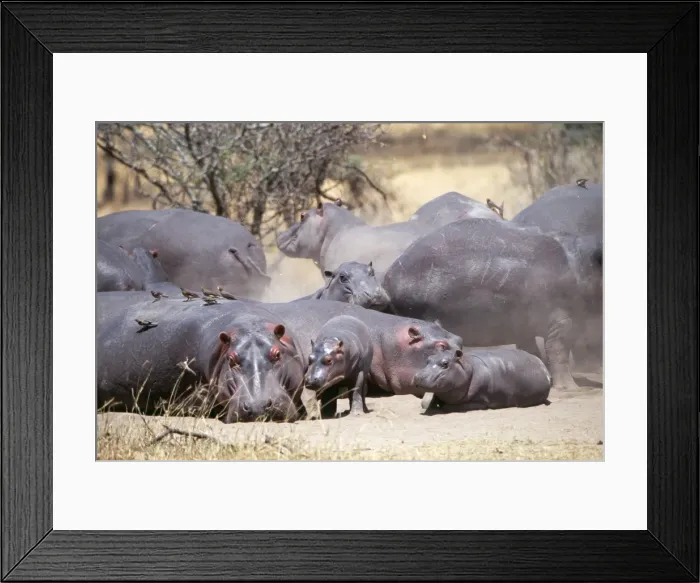 Framed Print : Hippopotamus JD 13955 Hippopotamus amphibius - Serengeti, Tanzania © John Daniels ARDEA LONDON Framed Print : Hippopotamus JD 13955 Hippopotamus amphibius - Serengeti, Tanzania © John Daniels ARDEA LONDON