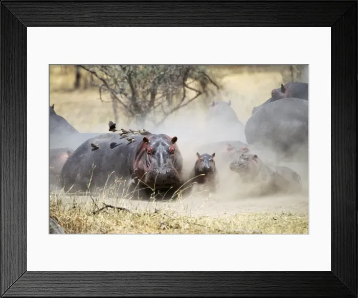 Framed Print : Hippopotamus JD 13957 Hippopotamus amphibius - Serengeti, Tanzania © John Daniels ARDEA LONDON Framed Print : Hippopotamus JD 13957 Hippopotamus amphibius - Serengeti, Tanzania © John Daniels ARDEA LONDON