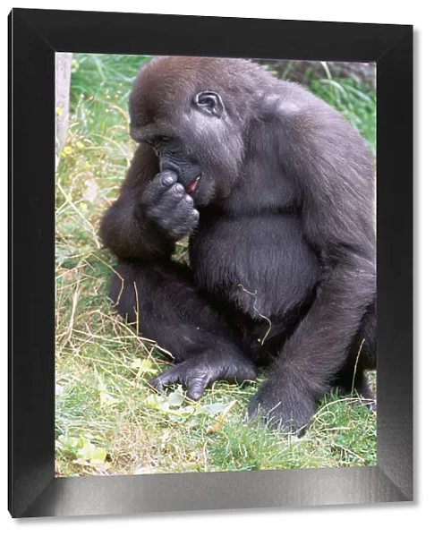 Lowland Gorilla JD 13962 Gorilla g. gorilla - Picking nose, Jersey Zoo © John Daniels ARDEA LONDON