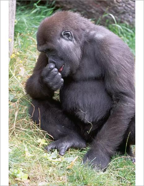 Lowland Gorilla JD 13962 Gorilla g. gorilla - Picking nose, Jersey Zoo © John Daniels ARDEA LONDON