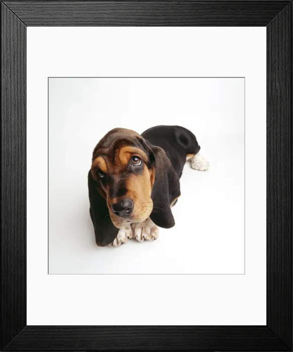 Framed Print : Basset Hound JD 14078 © John Daniels / ARDEA LONDON Framed Print : Basset Hound JD 14078 © John Daniels / ARDEA LONDON
