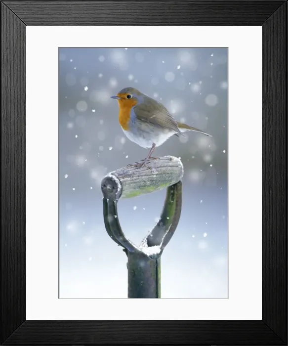 Framed Print : Robin - on spade handle in winter Digital Manipulation: added falling snow Framed Print : Robin - on spade handle in winter Digital Manipulation: added falling snow