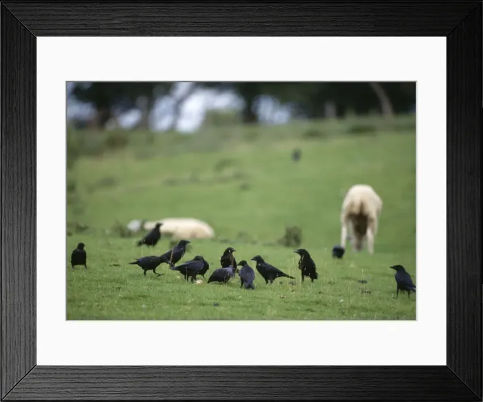 Framed Print : Carrion Crows JD 14431 Corvus corvus corone © John Daniels / ARDEA LONDON Framed Print : Carrion Crows JD 14431 Corvus corvus corone © John Daniels / ARDEA LONDON