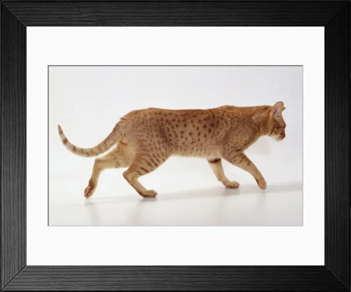 Framed Print : Cat JD 14572 Ocicat Breed. Cinnamon. © John Daniels / ARDEA LONDON Framed Print : Cat JD 14572 Ocicat Breed. Cinnamon. © John Daniels / ARDEA LONDON