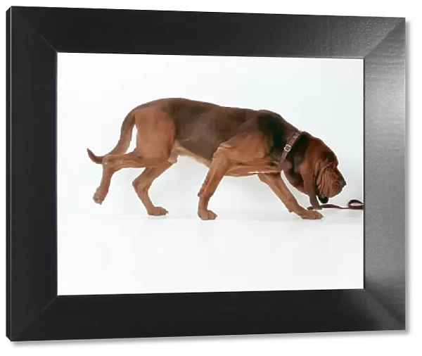 Dog - Bloodhound JD 14930 Sniffing © John Daniels  /  ARDEA LONDON