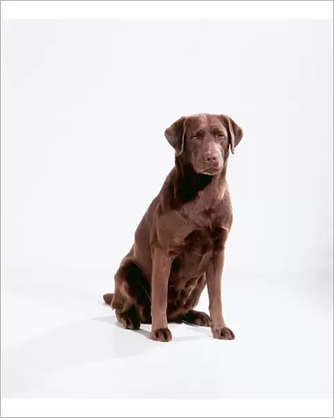Chocolate Labrador JD 15281 Studio shot, sitting © John Daniels  /  ARDEA LONDON