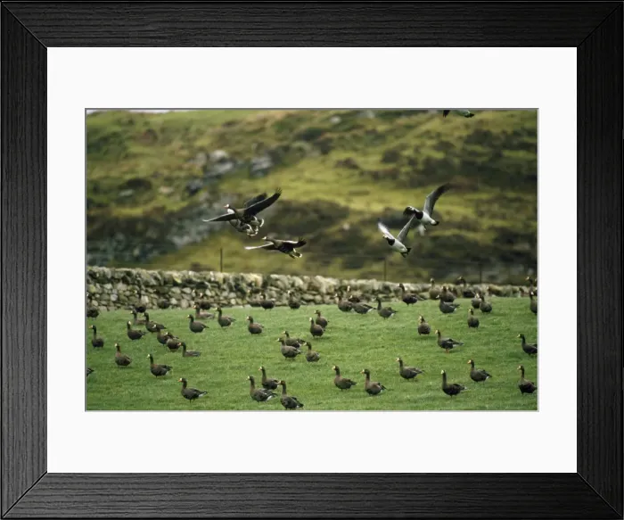 Framed Print : Greenland White-fronted Geese Isle of Islay Framed Print : Greenland White-fronted Geese Isle of Islay