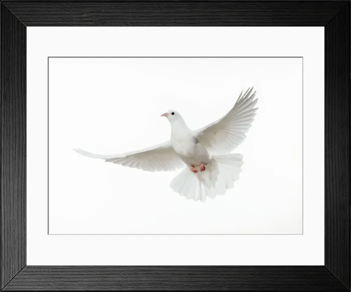 Framed Print : Dove - in flight Framed Print : Dove - in flight