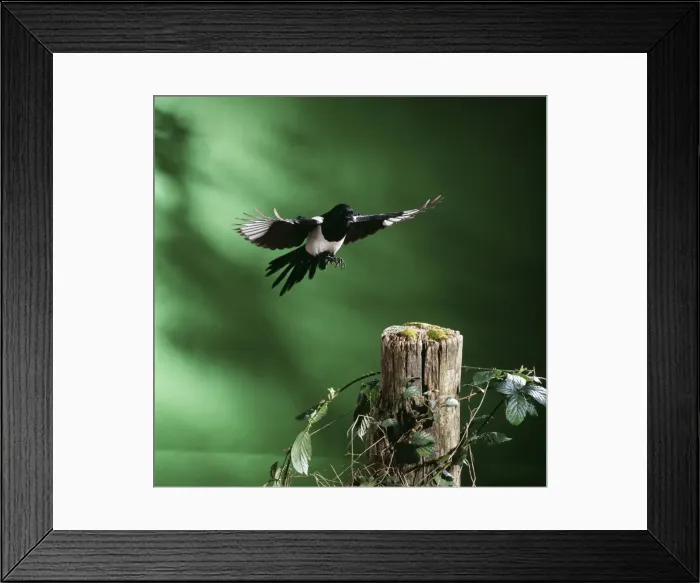 Framed Print : Magpie JD 15572 Pica pica © John Daniels ARDEA LONDON Framed Print : Magpie JD 15572 Pica pica © John Daniels ARDEA LONDON