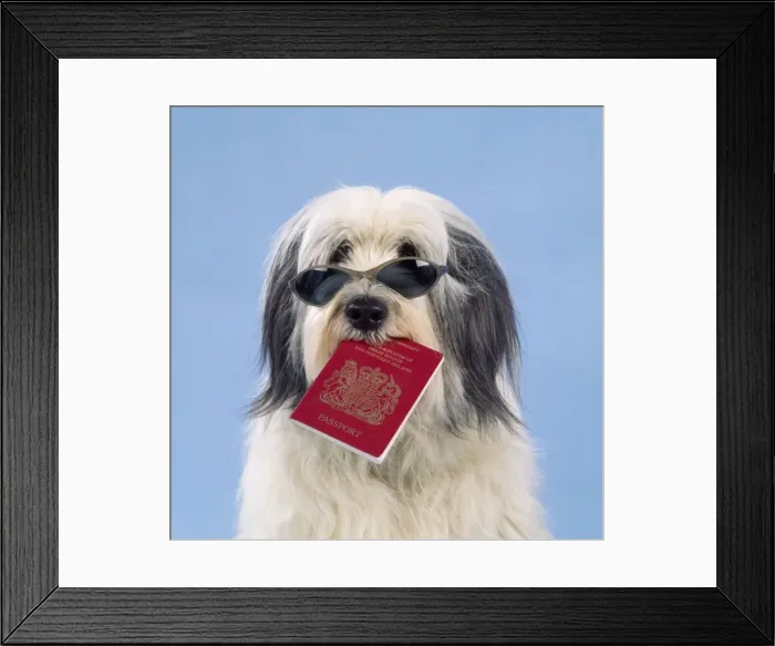 Framed Print : Dog - with passport Framed Print : Dog - with passport
