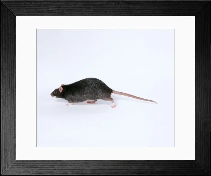 Framed Print : Domestic Silvered Black Rat JD 15638 © John Daniels ARDEA LONDON Framed Print : Domestic Silvered Black Rat JD 15638 © John Daniels ARDEA LONDON