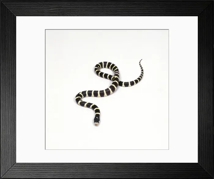 Framed Print : King Snake JD 15645 © John Daniels / ARDEA LONDON Framed Print : King Snake JD 15645 © John Daniels / ARDEA LONDON
