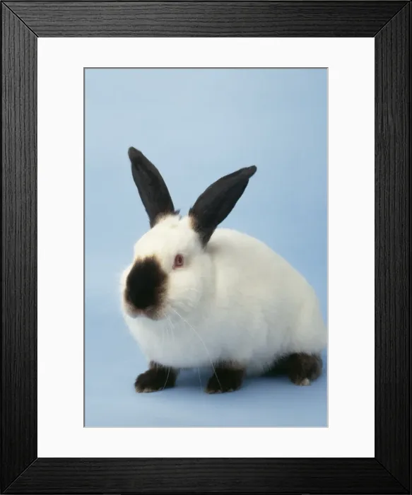 Framed Print : Normal Californian Rabbit JD 15652 © John Daniels / ARDEA LONDON Framed Print : Normal Californian Rabbit JD 15652 © John Daniels / ARDEA LONDON