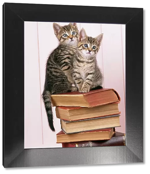 Cat JD 15706E Tabby kittens on books © John Daniels  /  ARDEA LONDON