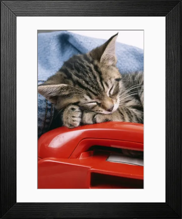 Framed Print : Cat JD 15707E Tabby kitten asleep on telephone © John Daniels  /  ARDEA LONDON