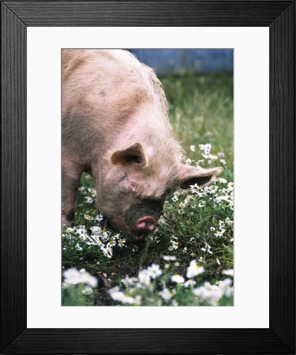Framed Print : Middle White Pig JD 15717 Pig in daisies © John Daniels / ARDEA LONDON Framed Print : Middle White Pig JD 15717 Pig in daisies © John Daniels / ARDEA LONDON