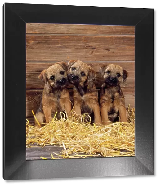 Border Terrier Dog - puppies in barn