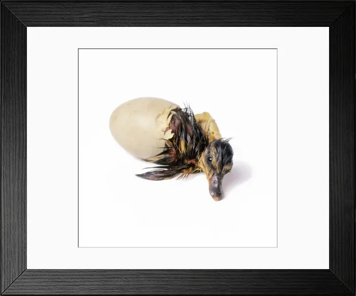 Framed Print : Mallard Duck - duckling hatching. Sequence 2 of 4