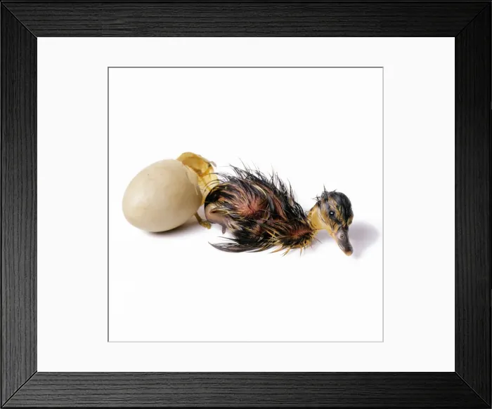 Framed Print : Mallard Duck - duckling hatching. Sequence 3 of 4 Framed Print : Mallard Duck - duckling hatching. Sequence 3 of 4