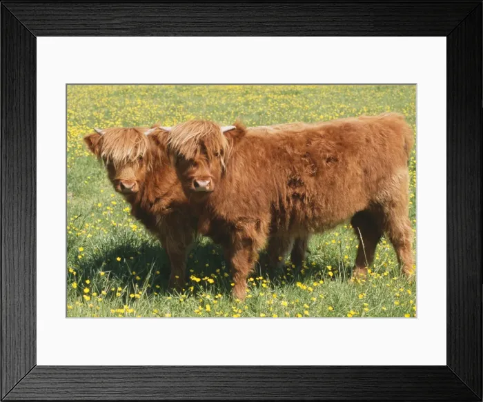 Framed Print : Highland Cattle JD 15791 © John Daniels / ARDEA LONDON Framed Print : Highland Cattle JD 15791 © John Daniels / ARDEA LONDON