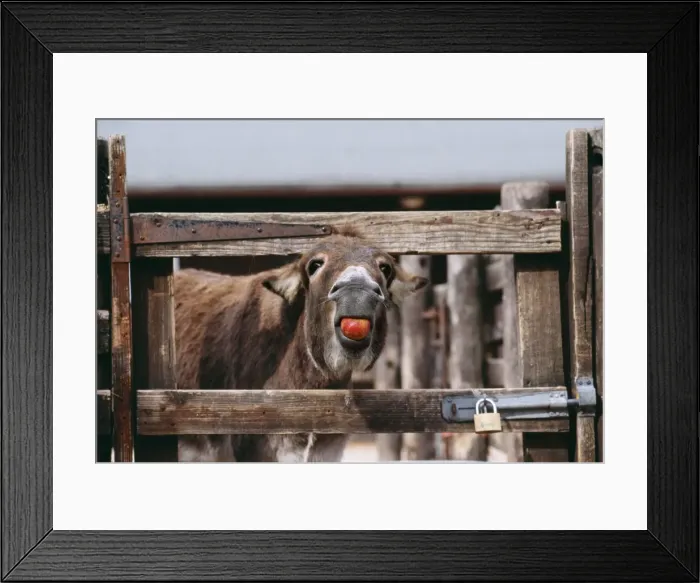 Framed Print : Donkey JD 15792 Eating Apple © John Daniels / ARDEA LONDON Framed Print : Donkey JD 15792 Eating Apple © John Daniels / ARDEA LONDON