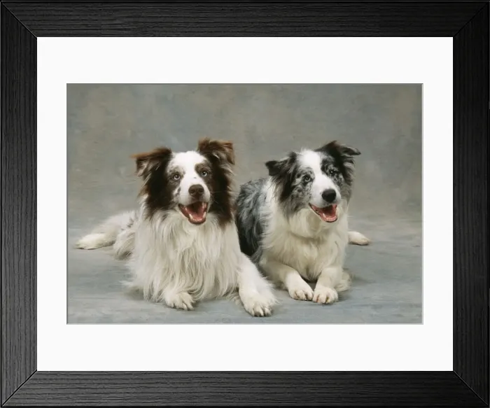 Framed Print : Border Collie Dog JD 15794 x 2 studio shot © John Daniels / ARDEA LONDON Framed Print : Border Collie Dog JD 15794 x 2 studio shot © John Daniels / ARDEA LONDON