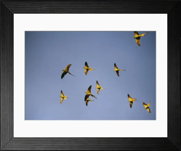 Framed Print : Ring-Necked / Rose Ringed Parakeets JD 15807 Flying to Roost in Esher, Surrey UK. Psittacula krameri © John Daniels / ARDEA LONDON Framed Print : Ring-Necked / Rose Ringed Parakeets JD 15807 Flying to Roost in Esher, Surrey UK. Psittacula krameri © John Daniels / ARDEA LONDON