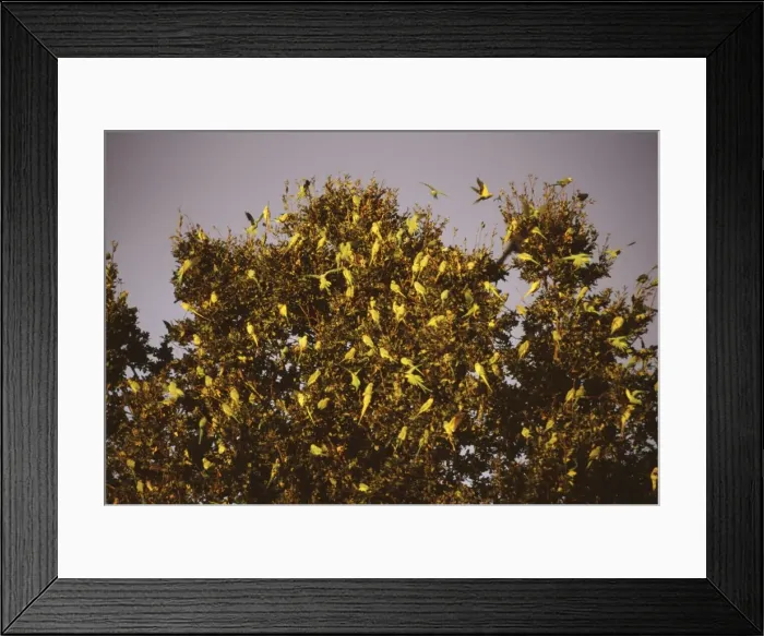 Framed Print : Ring-Necked / Rose Ringed Parakeets JD 15808 At roost, Esher Surrey, UK. Psittacula krameri © John Daniels / ARDEA LONDON Framed Print : Ring-Necked / Rose Ringed Parakeets JD 15808 At roost, Esher Surrey, UK. Psittacula krameri © John Daniels / ARDEA LONDON