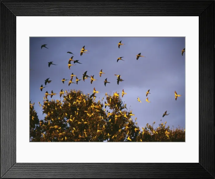 Framed Print : Ring-Necked / Rose Ringed Parakeets JD 15809 At Roost Esher, Surrey UK. Psittacula krameri © John Daniels / ARDEA LONDON Framed Print : Ring-Necked / Rose Ringed Parakeets JD 15809 At Roost Esher, Surrey UK. Psittacula krameri © John Daniels / ARDEA LONDON