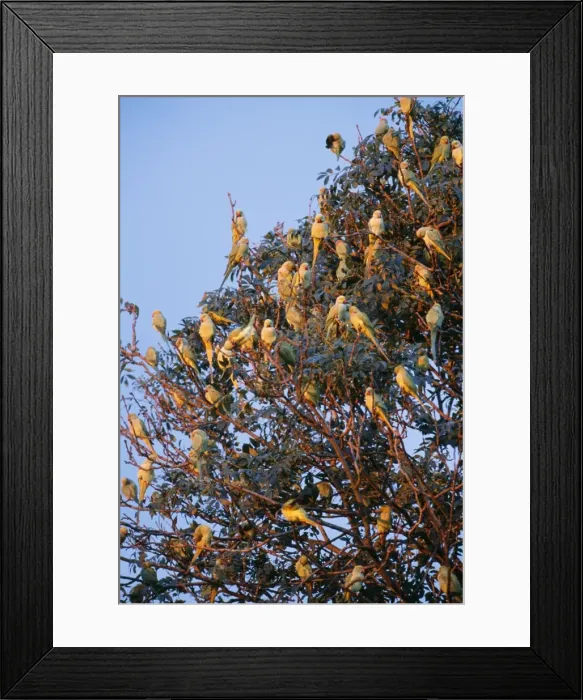 Framed Print : Ring-Necked / Rose Ringed Parakeets JD 15810 At Roost Esher, Surrey UK. Psittacula krameri © John Daniels / ARDEA LONDON Framed Print : Ring-Necked / Rose Ringed Parakeets JD 15810 At Roost Esher, Surrey UK. Psittacula krameri © John Daniels / ARDEA LONDON