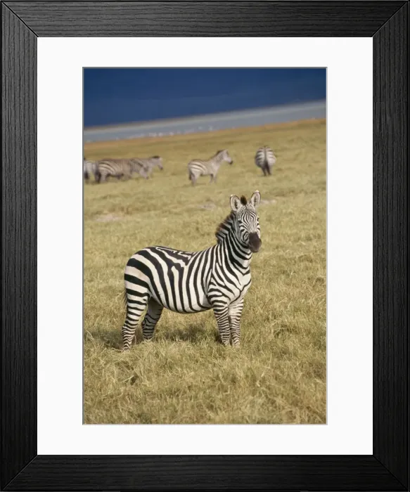 Framed Print : Zebra JD 15841 Ngorongoro Crater Tanzania Africa Equus burchelli © John Daniels / ARDEA LONDON Framed Print : Zebra JD 15841 Ngorongoro Crater Tanzania Africa Equus burchelli © John Daniels / ARDEA LONDON