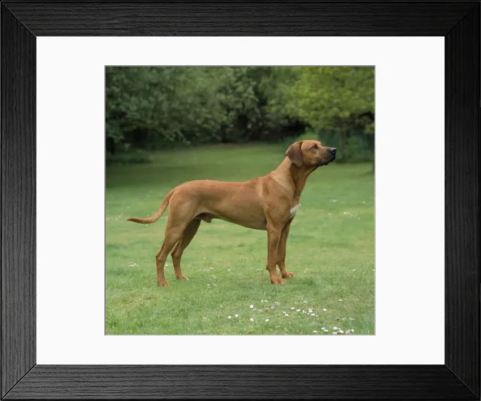 Framed Print : Rhodesian Ridgeback Dog Framed Print : Rhodesian Ridgeback Dog