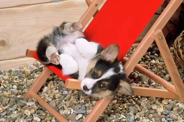 Welsh Corgi Dog - (Pembroke) puppy on deckchair