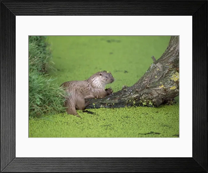 Framed Print : European Otter Framed Print : European Otter