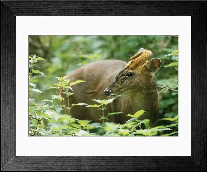 Framed Print : Muntjac Deer JD 15990 In the woods Muntiacus reevesi © John Daniels / ARDEA LONDON Framed Print : Muntjac Deer JD 15990 In the woods Muntiacus reevesi © John Daniels / ARDEA LONDON