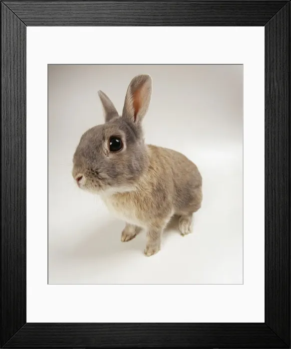 Framed Print : Rabbit JD 15998 Fish-eye lens. © John Daniels / ARDEA LONDON Framed Print : Rabbit JD 15998 Fish-eye lens. © John Daniels / ARDEA LONDON