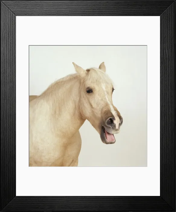 Framed Print : Palomino Horse JD 15999 © John Daniels / ARDEA LONDON Framed Print : Palomino Horse JD 15999 © John Daniels / ARDEA LONDON