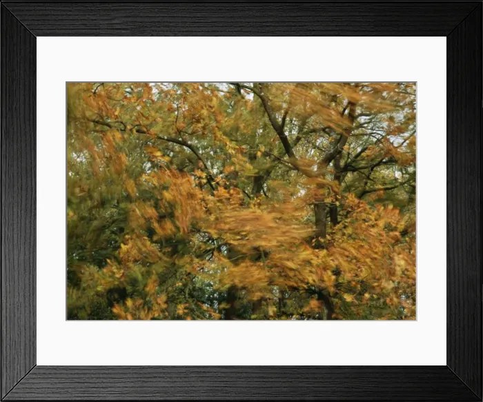 Framed Print : Wind JD 16001 Tree blowing in the wind. © John Daniels / ARDEA LONDON Framed Print : Wind JD 16001 Tree blowing in the wind. © John Daniels / ARDEA LONDON