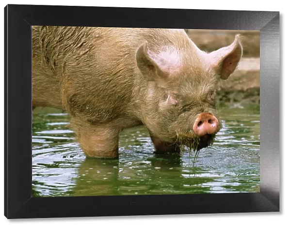 Middle white pig JD 16021 Standing in the water © John Daniels  /  ARDEA LONDON