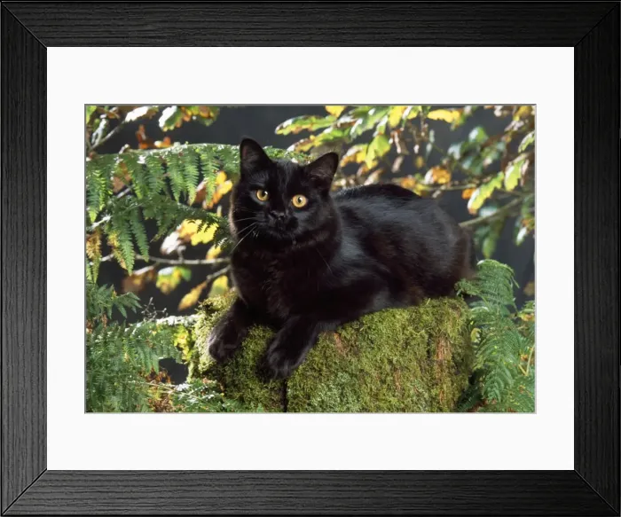 Framed Print : Black Cat - in autumn Framed Print : Black Cat - in autumn