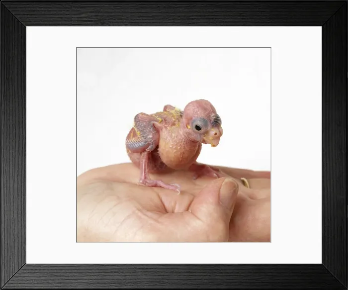 Framed Print : African Grey Parrot - hand rearing chick Framed Print : African Grey Parrot - hand rearing chick